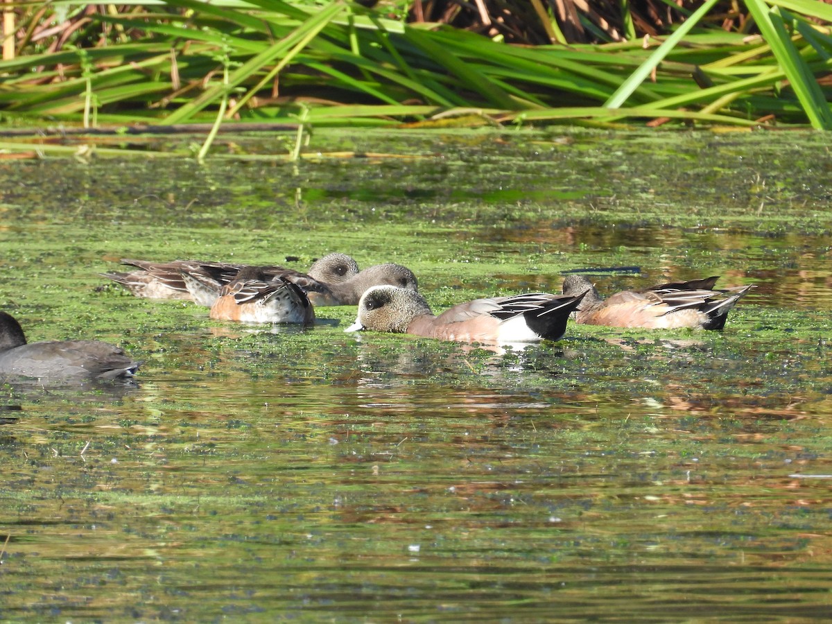 hvízdák americký - ML645237872