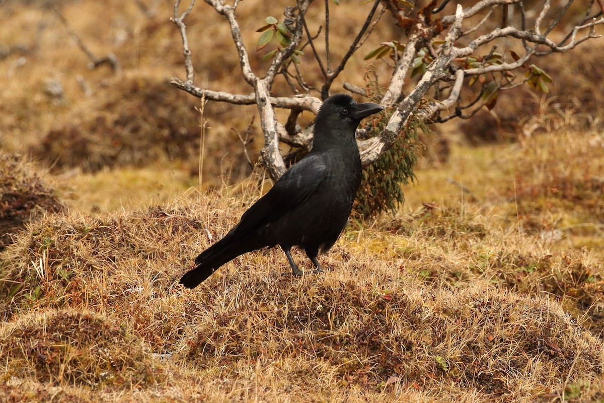 Large-billed Crow (Large-billed) - ML645237883