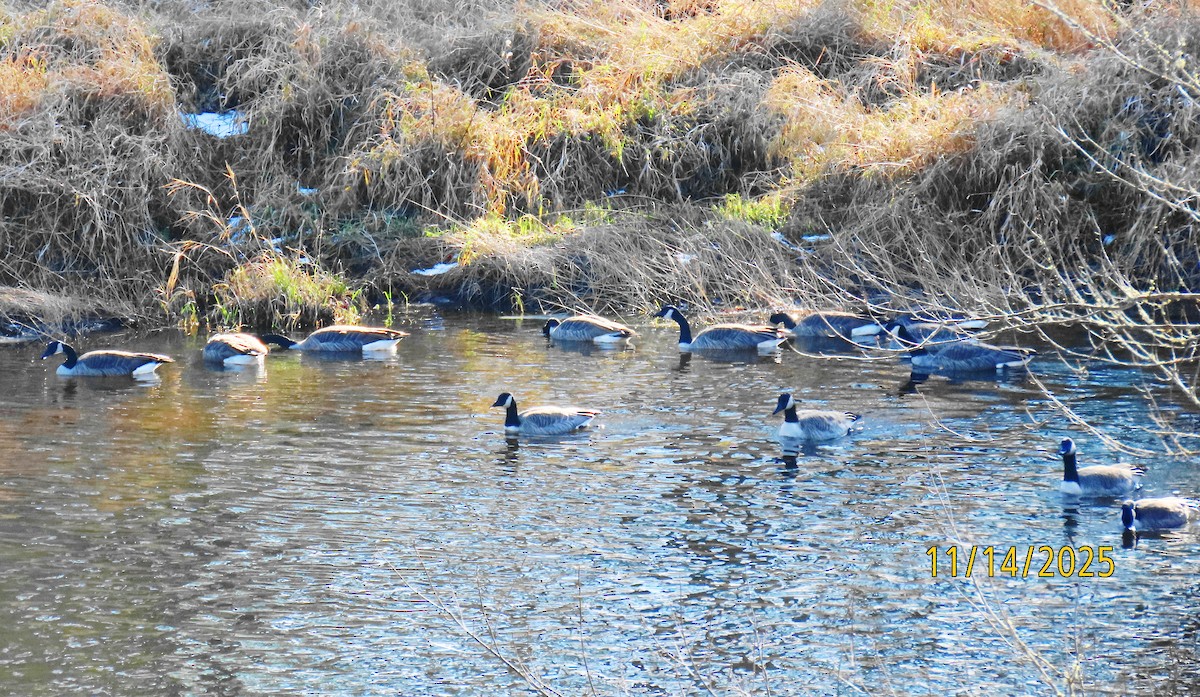 Canada Goose - ML645237892