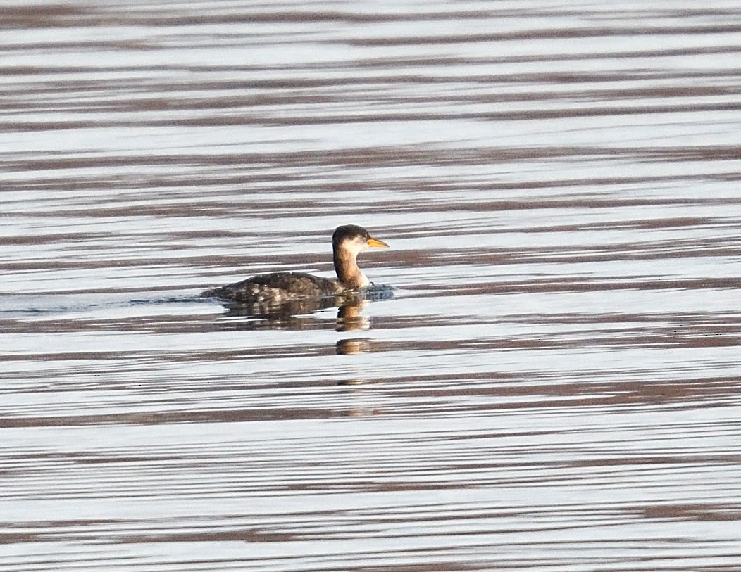 Пірникоза сірощока - ML645237917