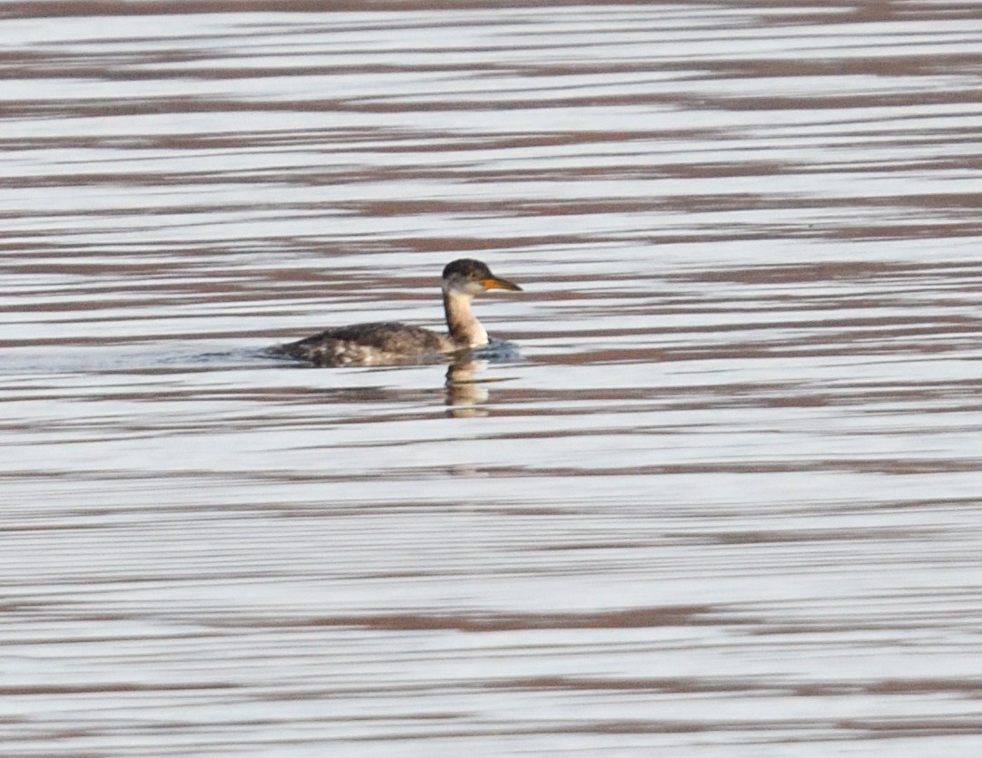 Пірникоза сірощока - ML645237918
