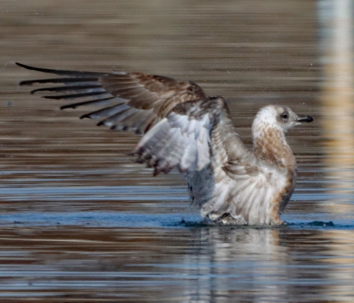 Zafferano - ML645237919