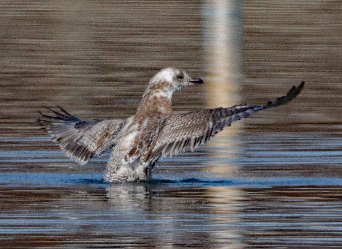 Zafferano - ML645237923