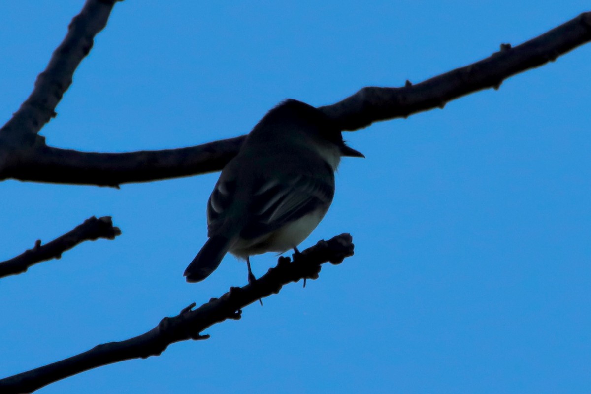 Weißbauch-Phoebetyrann - ML645237927