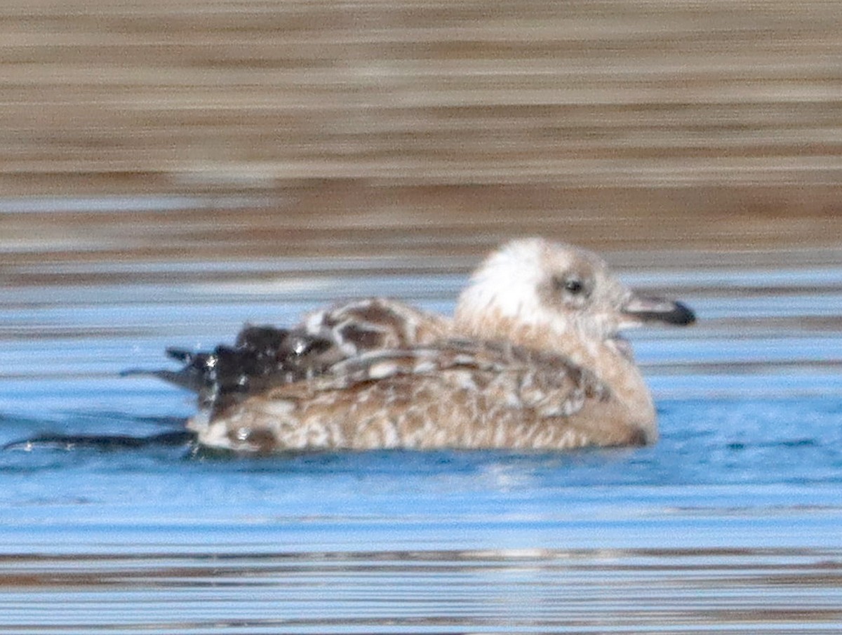 Zafferano - ML645237932