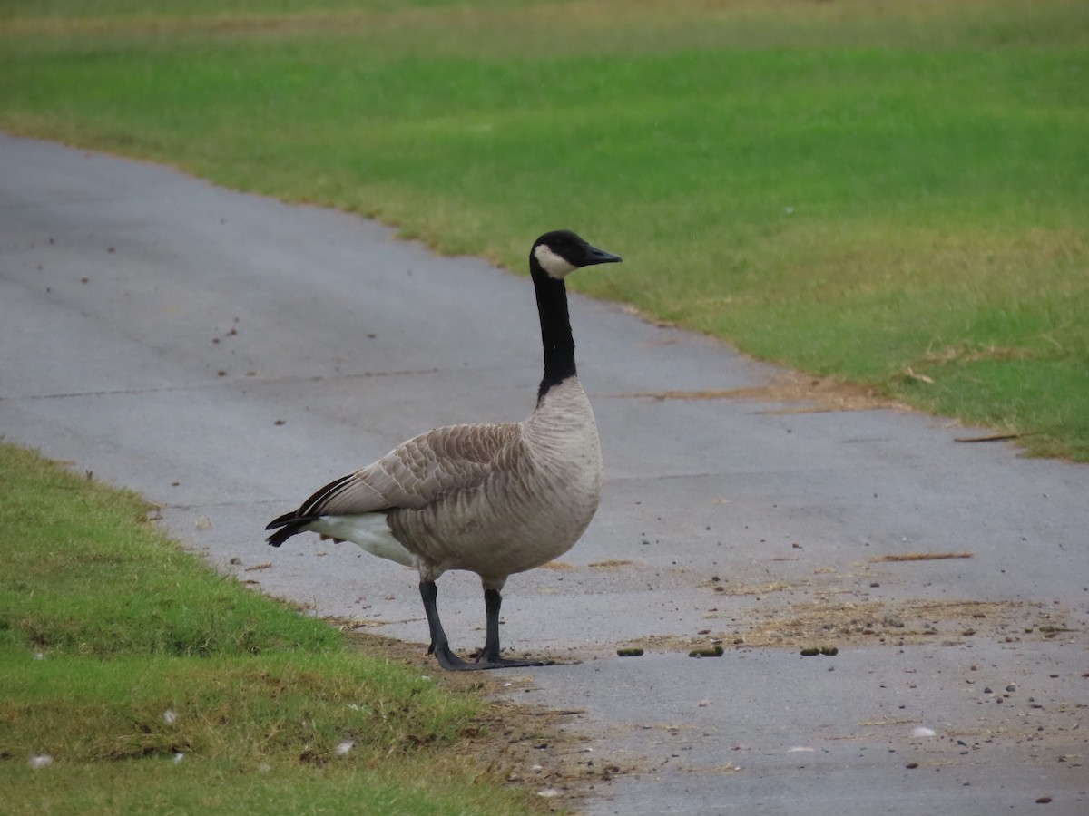 Canada Goose - ML645237933