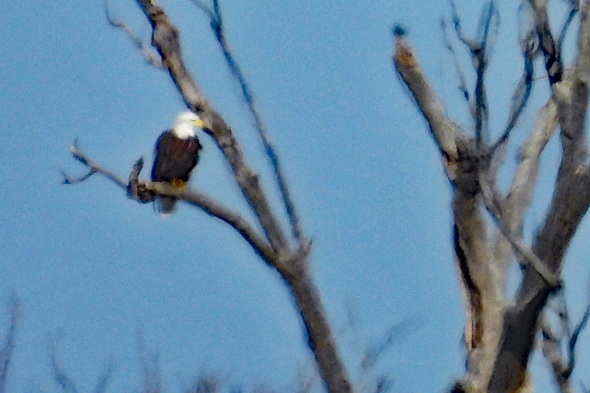 ハクトウワシ - ML645237935