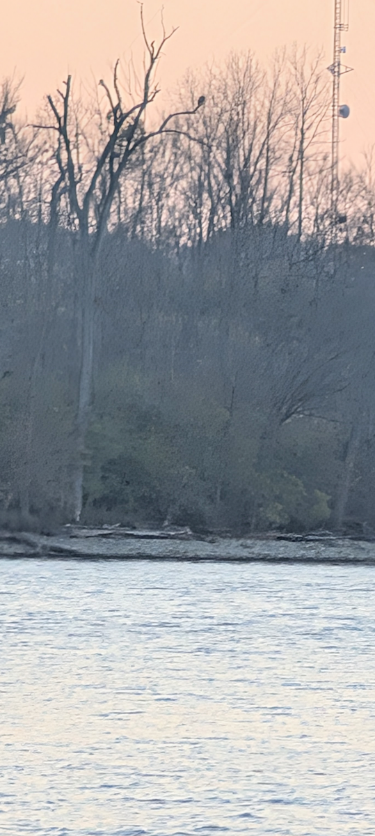 ハクトウワシ - ML645237945