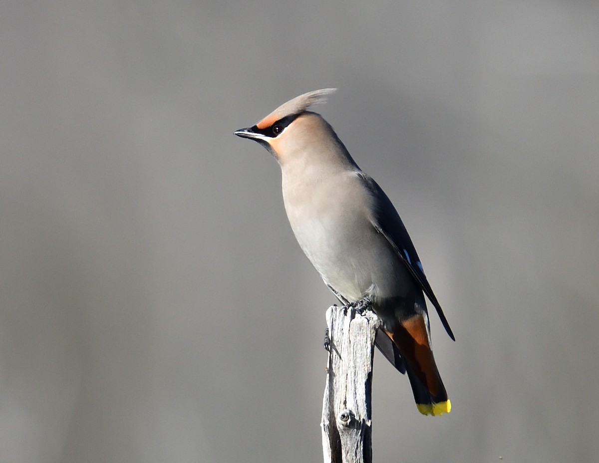 Bohemian Waxwing - ML645237952