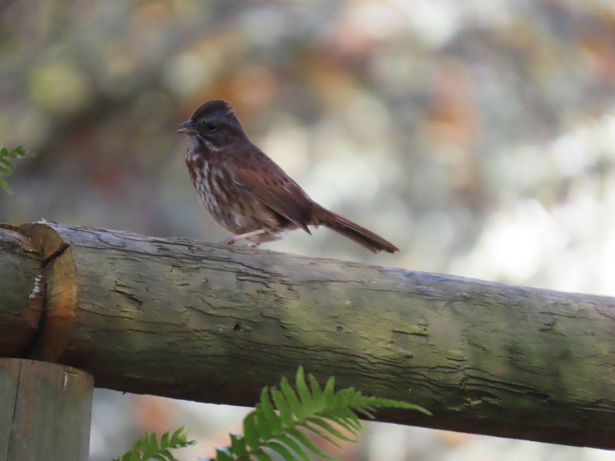 Song Sparrow - ML645237959