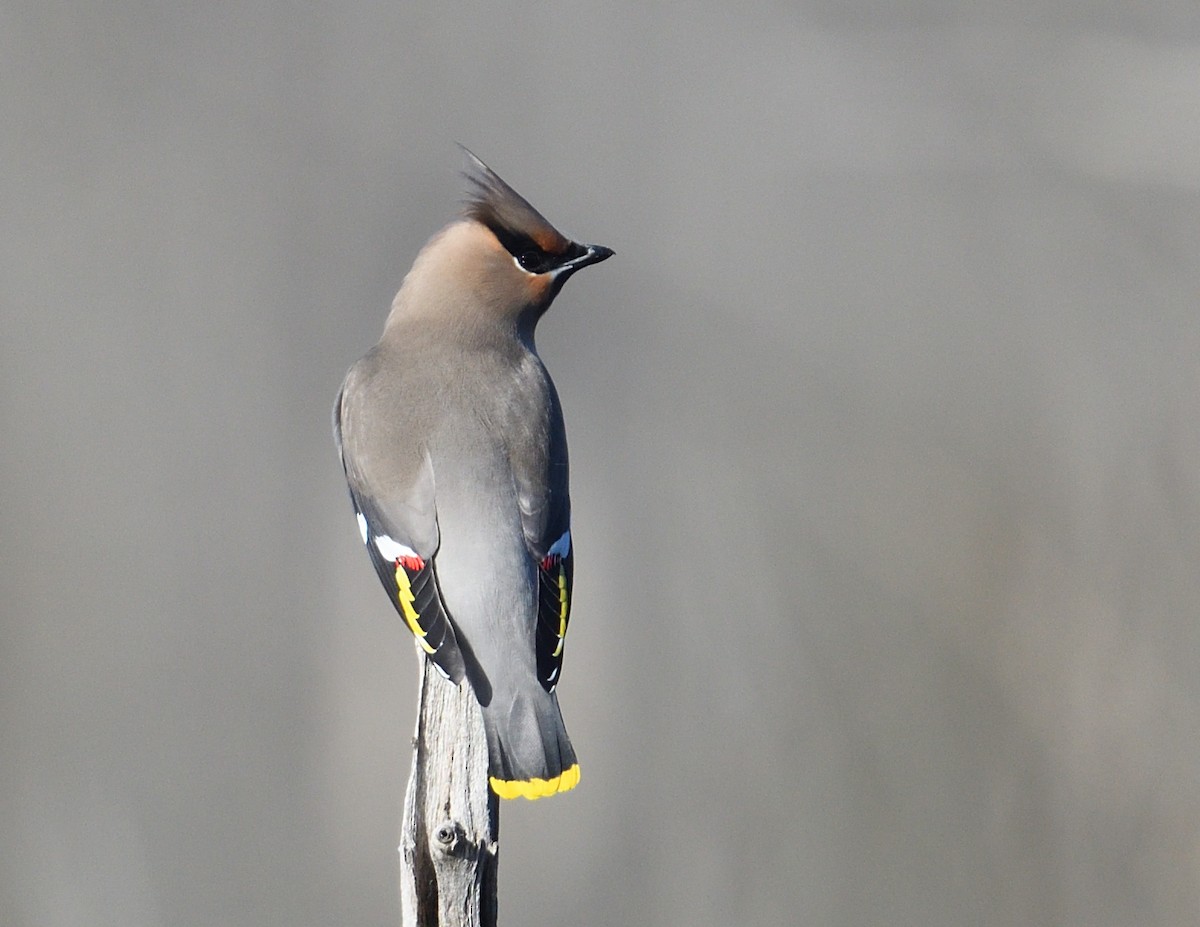 Bohemian Waxwing - ML645237968