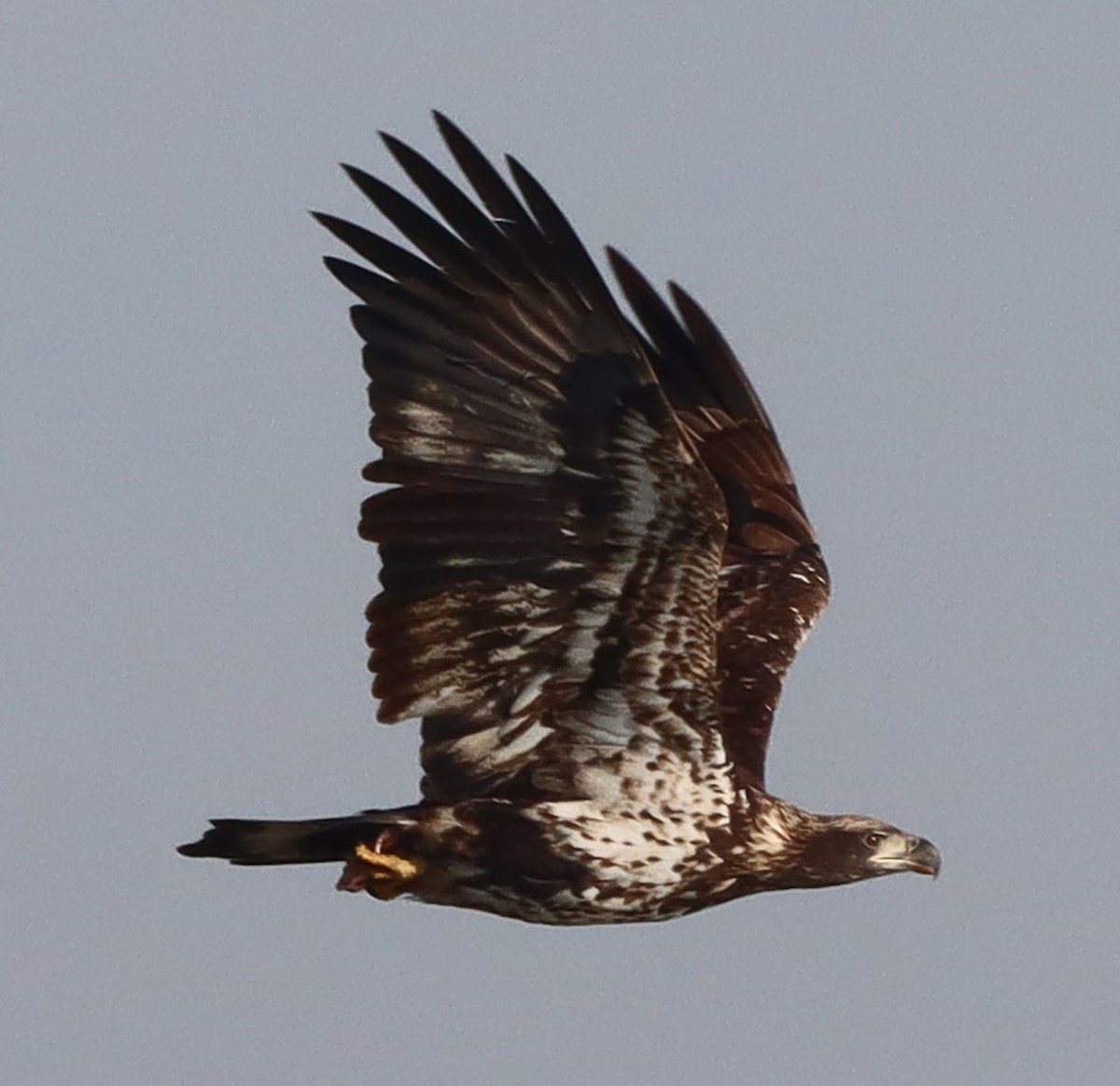 ハクトウワシ - ML645237971