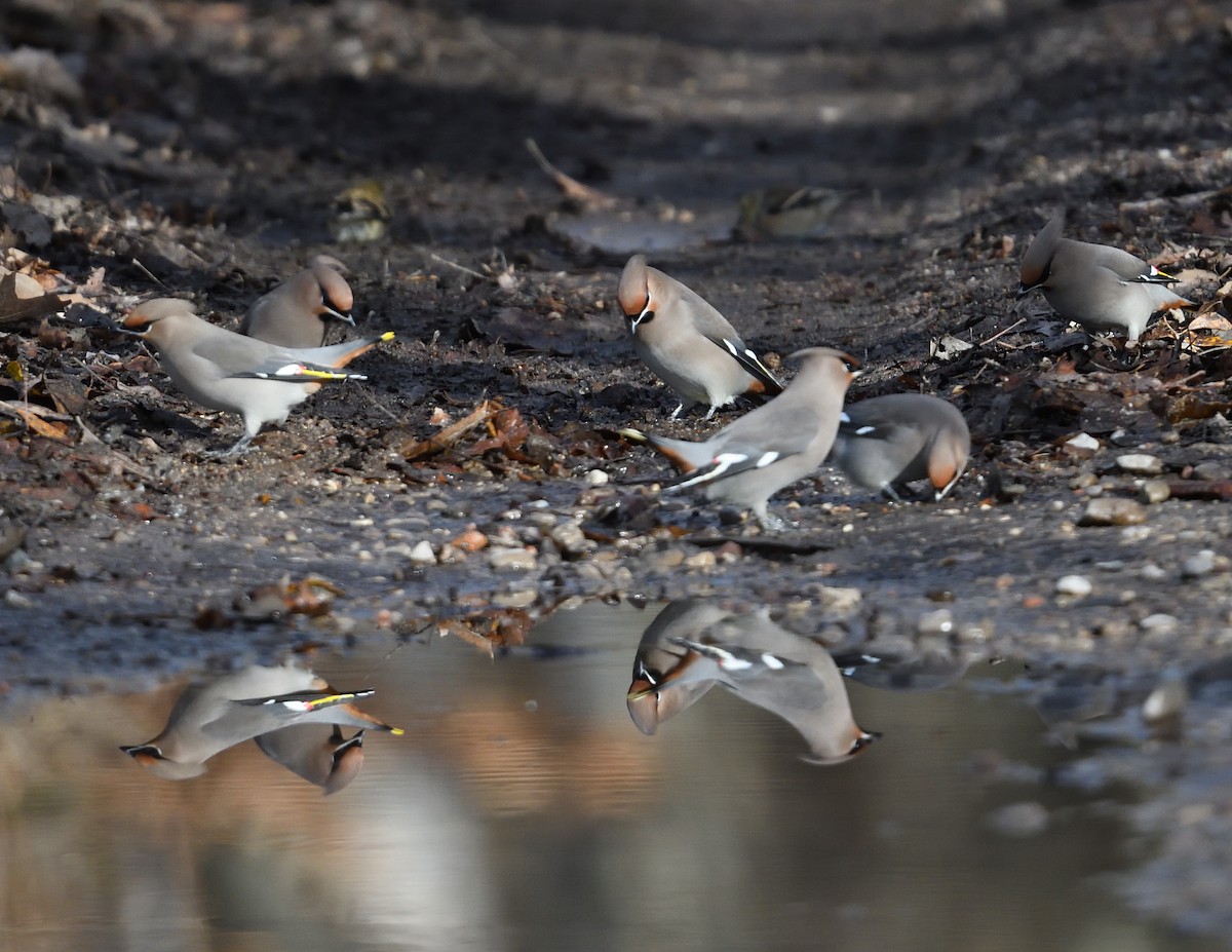 Bohemian Waxwing - ML645237975