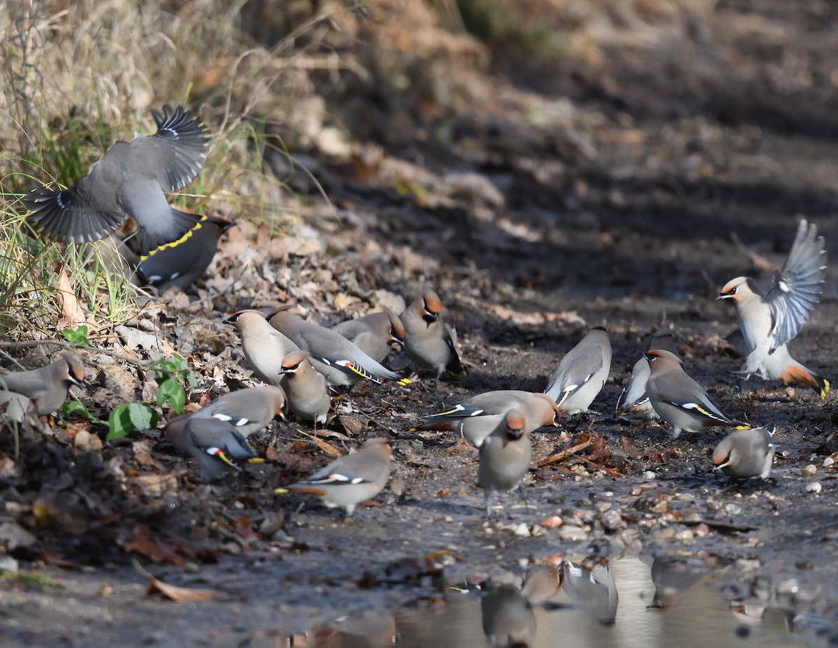 Bohemian Waxwing - ML645237976