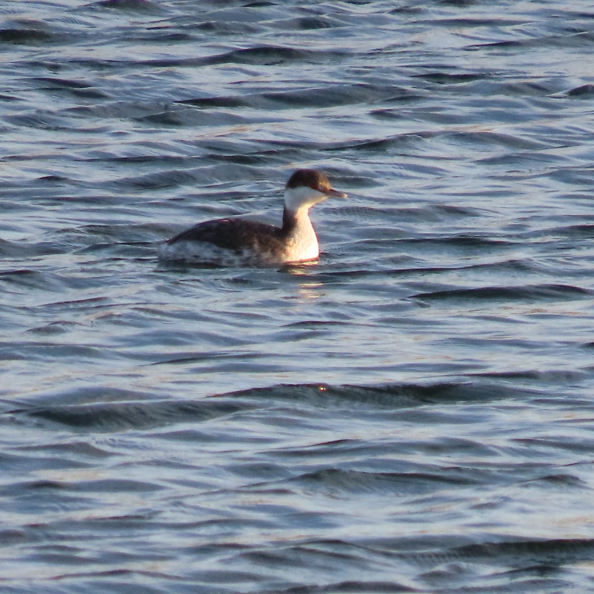 Txilinporta urrebelarria - ML645237981