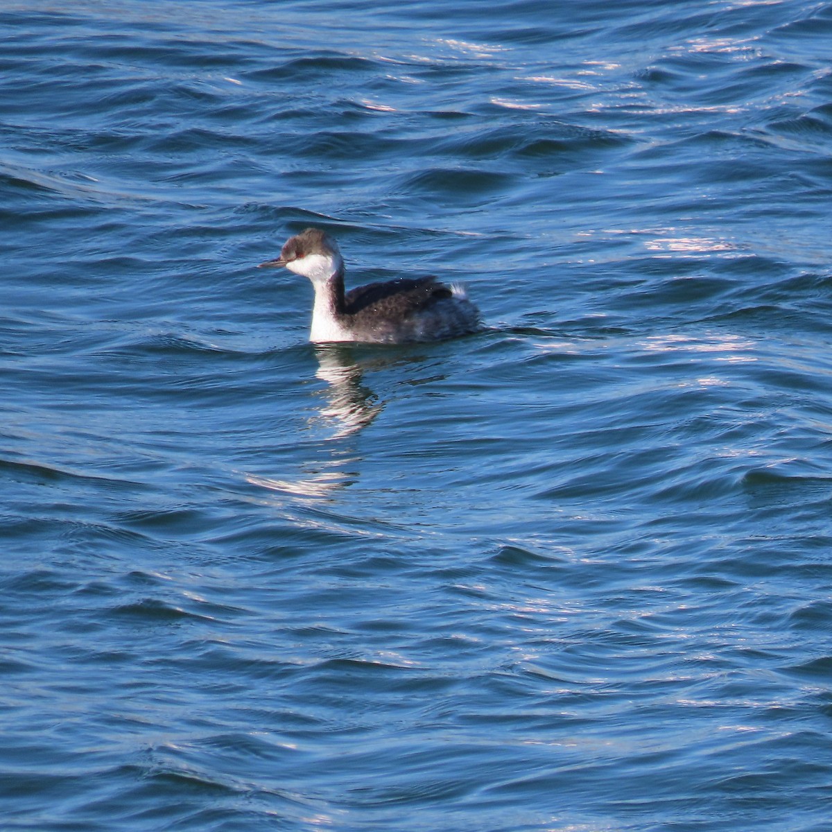 Txilinporta urrebelarria - ML645237982