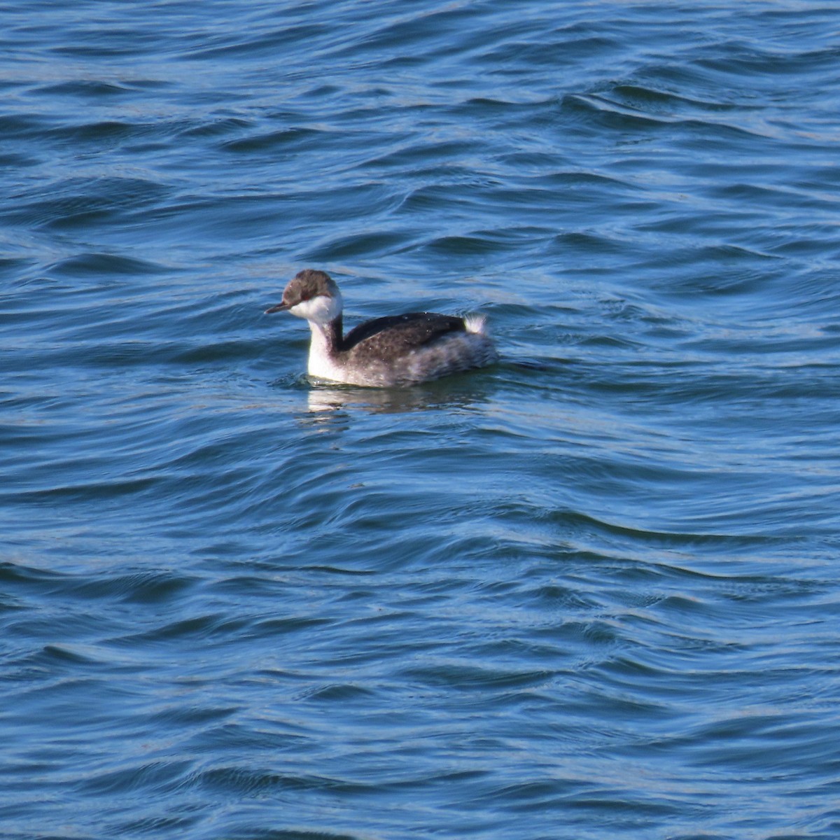 Txilinporta urrebelarria - ML645237983