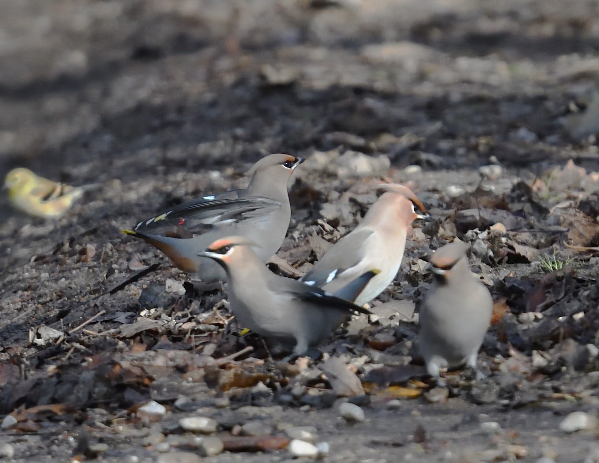 Bohemian Waxwing - ML645237986