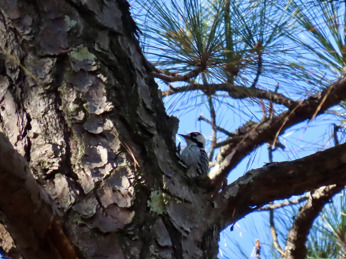 Red-cockaded Woodpecker - ML645237990