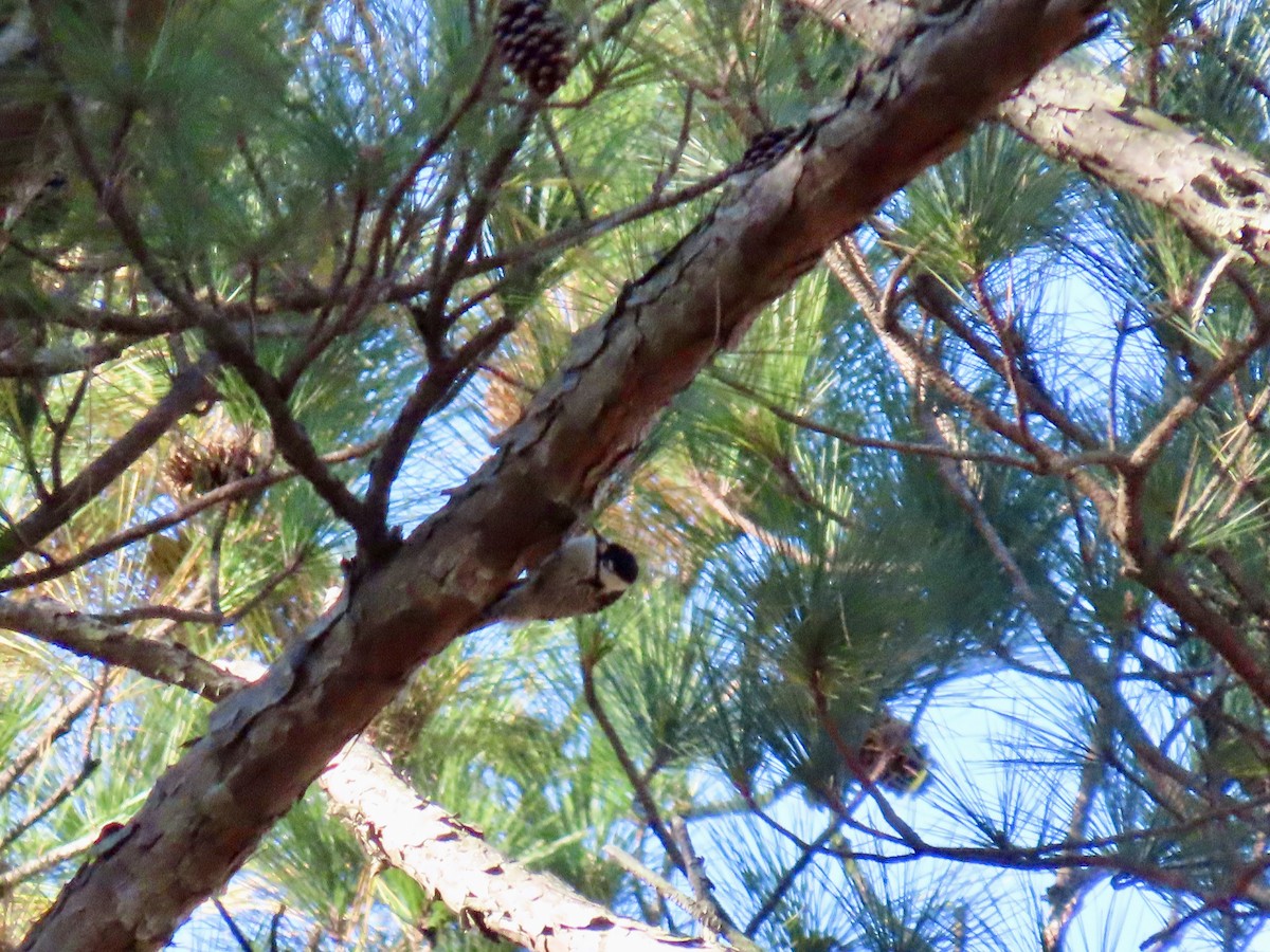 Red-cockaded Woodpecker - ML645237991
