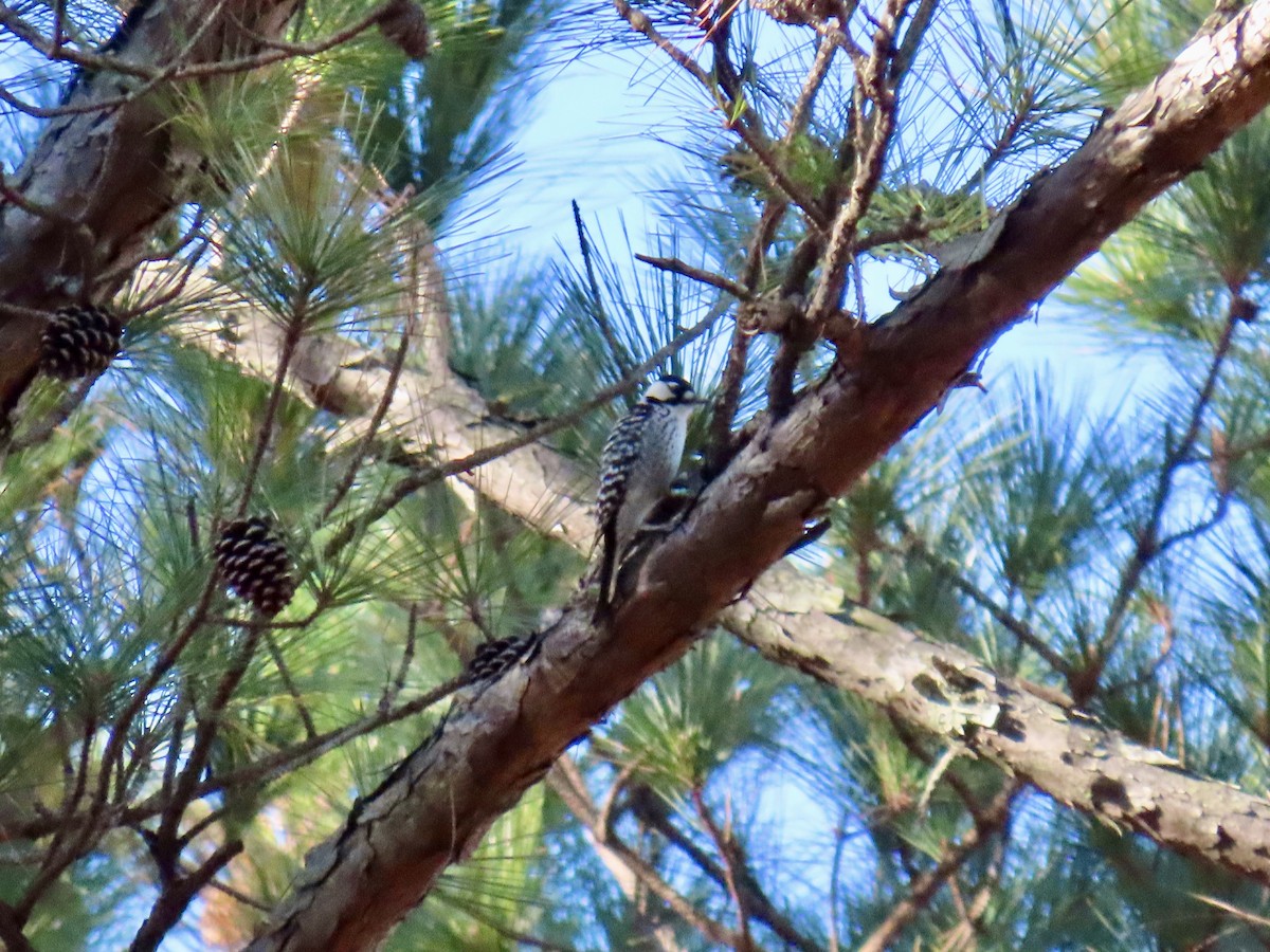 Red-cockaded Woodpecker - ML645237992
