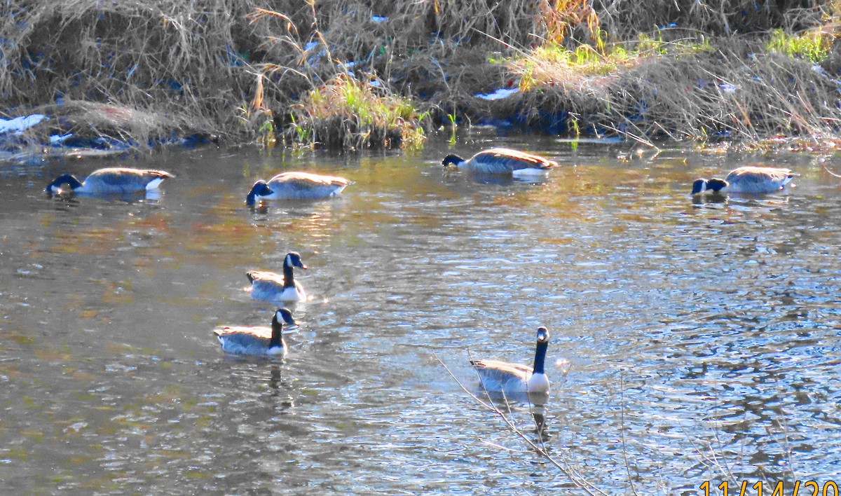 Canada Goose - ML645238001