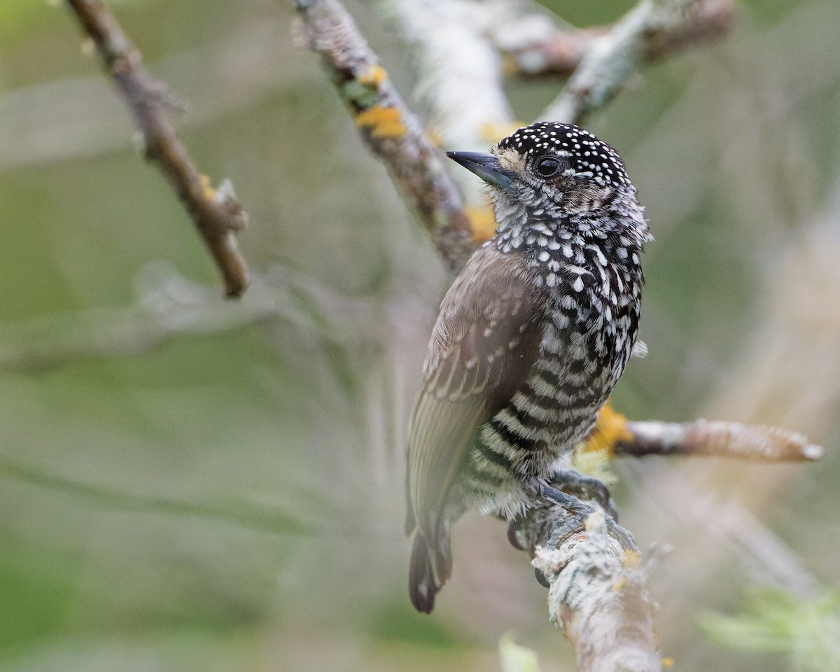 ムナフヒメキツツキ - ML645238022