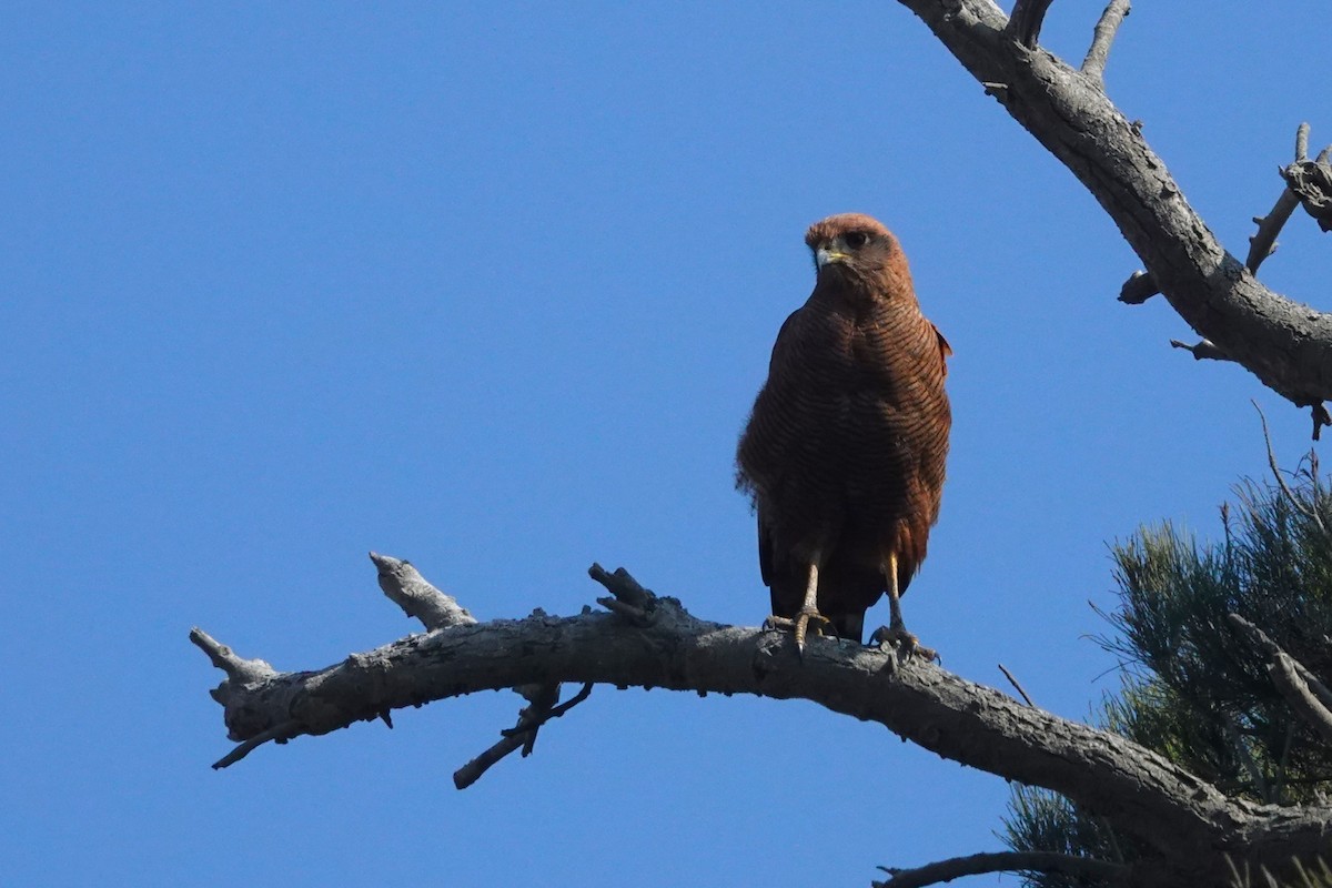 Savanna Hawk - ML645238024