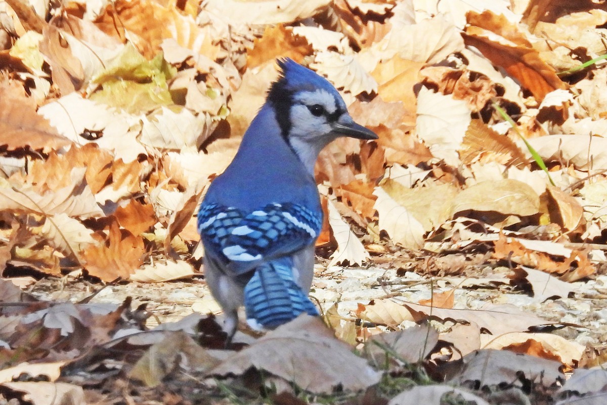 Blue Jay - ML645238028