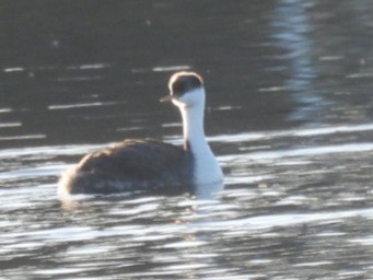 potápka západní - ML645238041