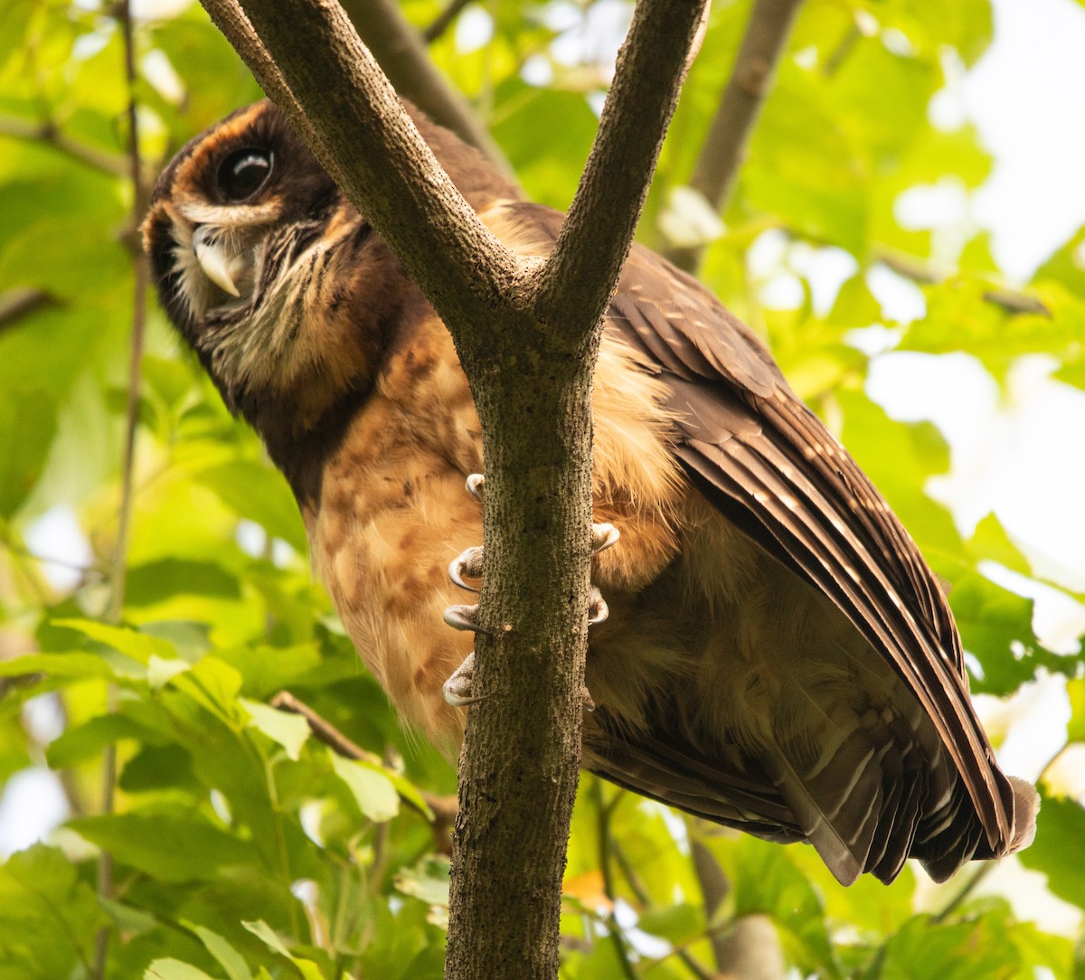 Tawny-browed Owl - ML645238042