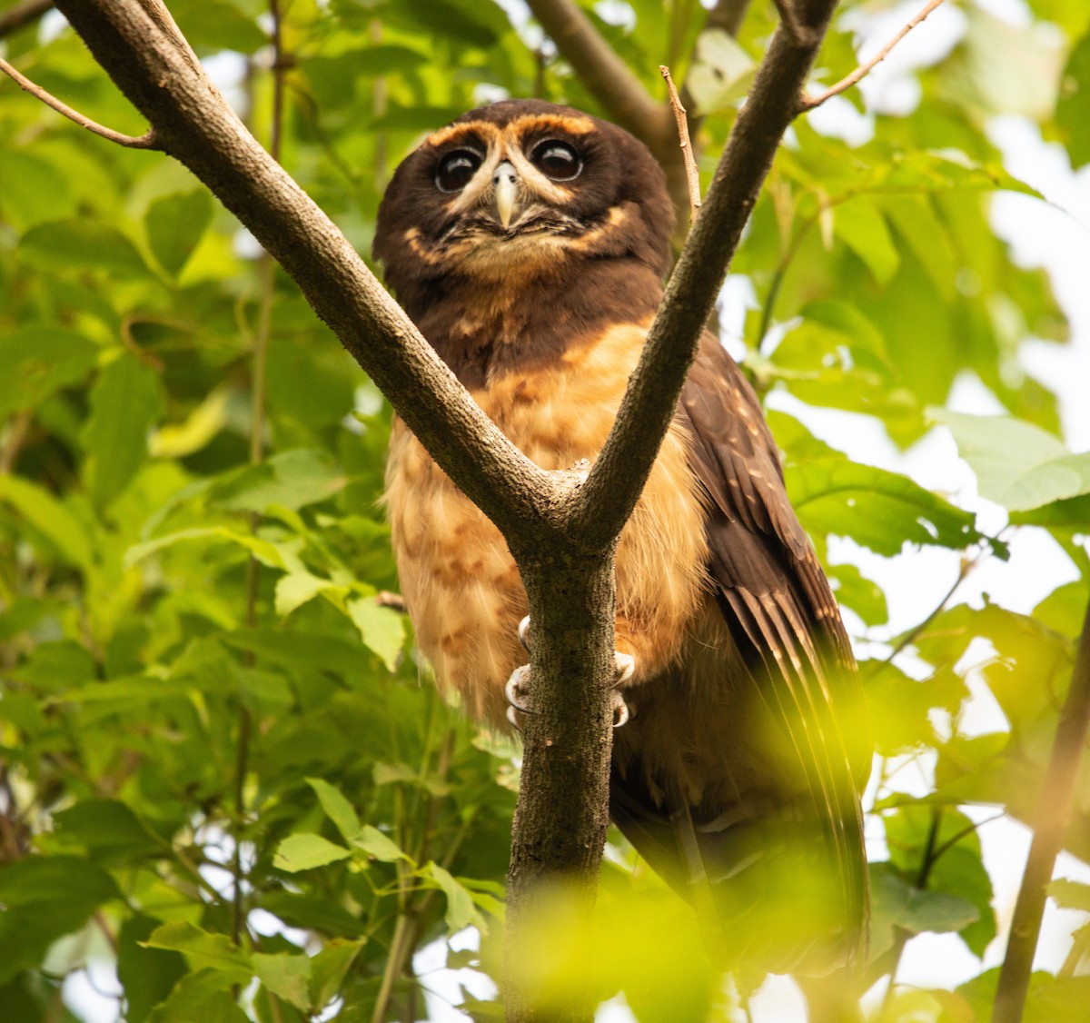 Tawny-browed Owl - ML645238043