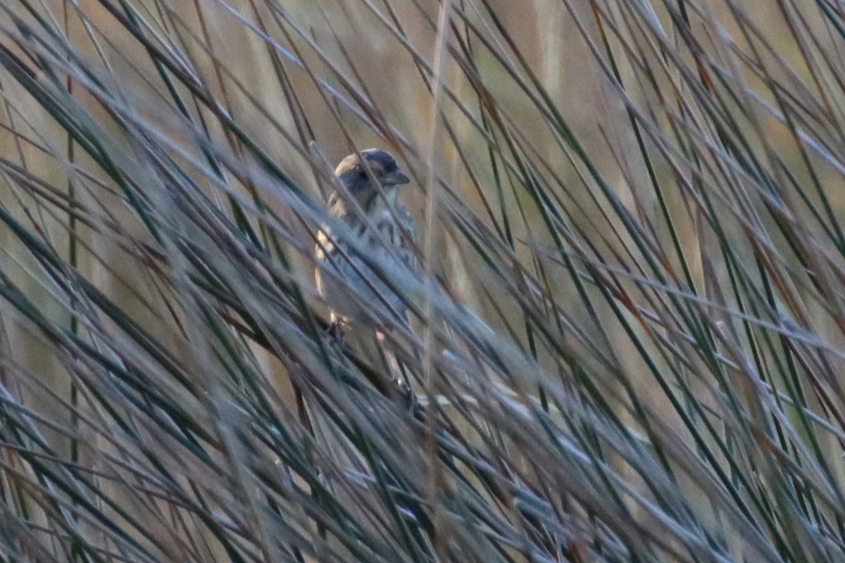 Saltmarsh Sparrow - ML645238045