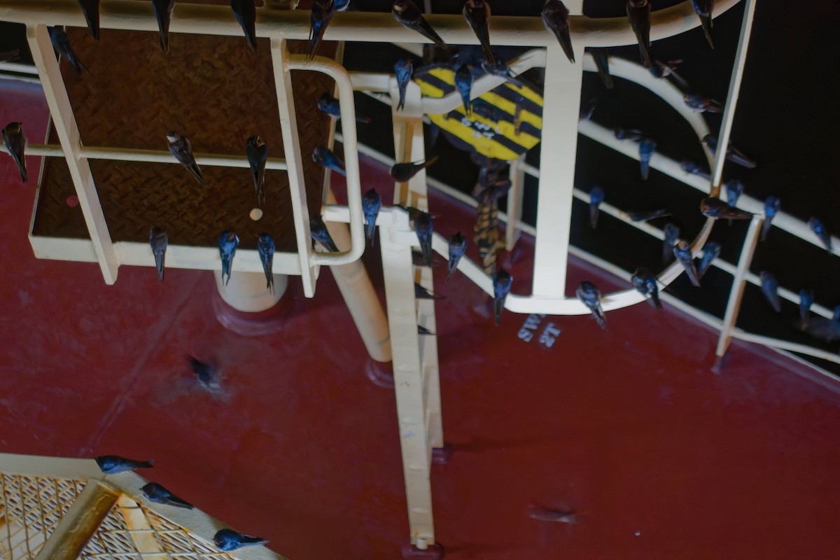 vlaštovka obecná - ML645238066