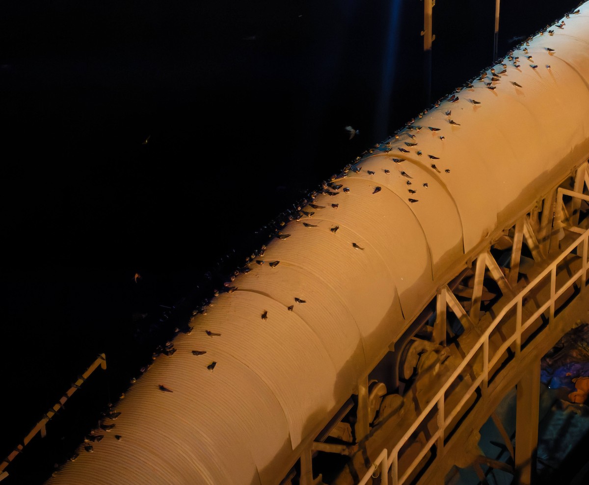 vlaštovka obecná - ML645238068