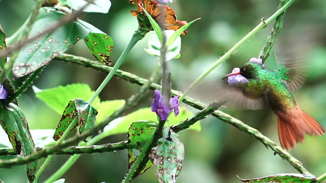 Rufous-tailed Hummingbird - ML645238070