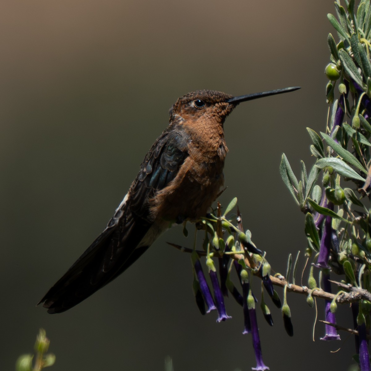 kjempekolibri - ML645238072