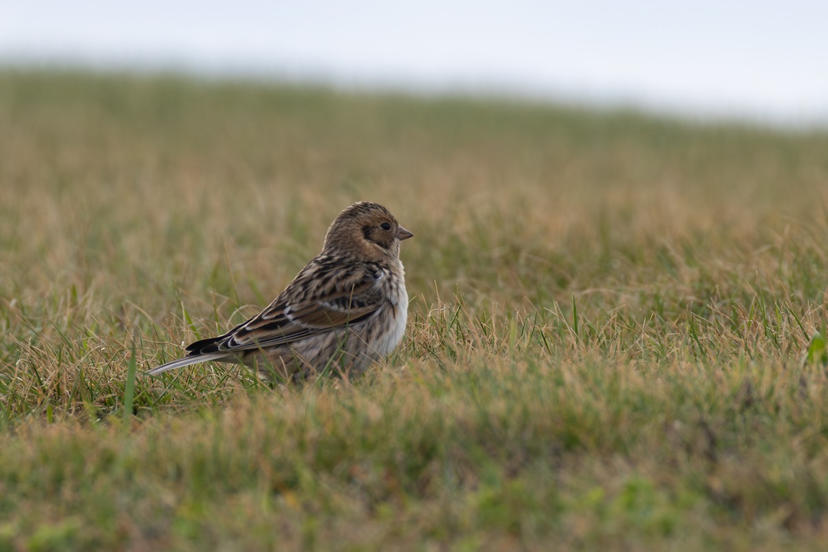 Буулгат хөмрөг - ML645238094