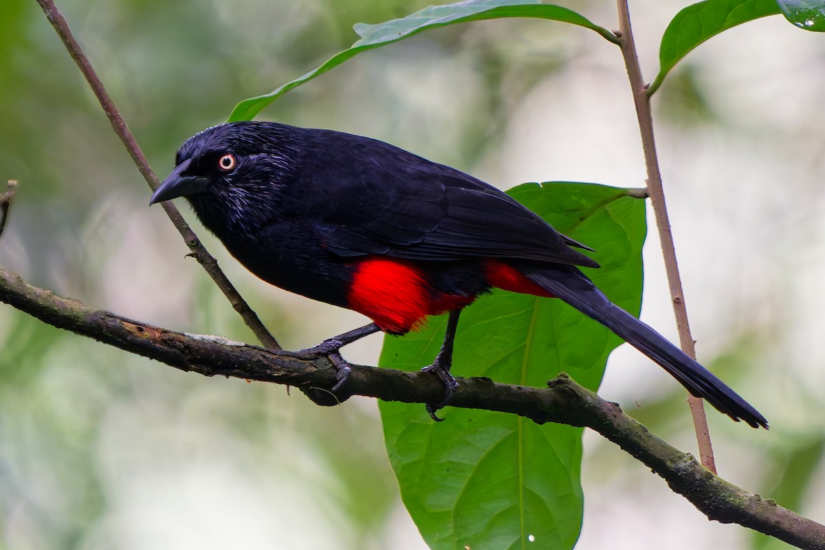 Red-bellied Grackle - ML645238098