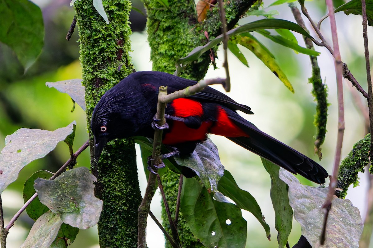 Red-bellied Grackle - ML645238099