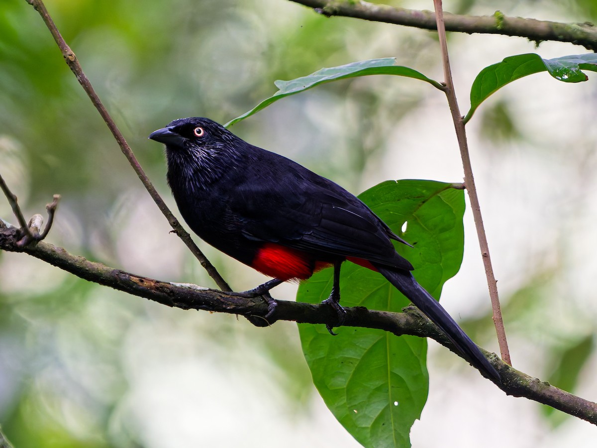 Red-bellied Grackle - ML645238102
