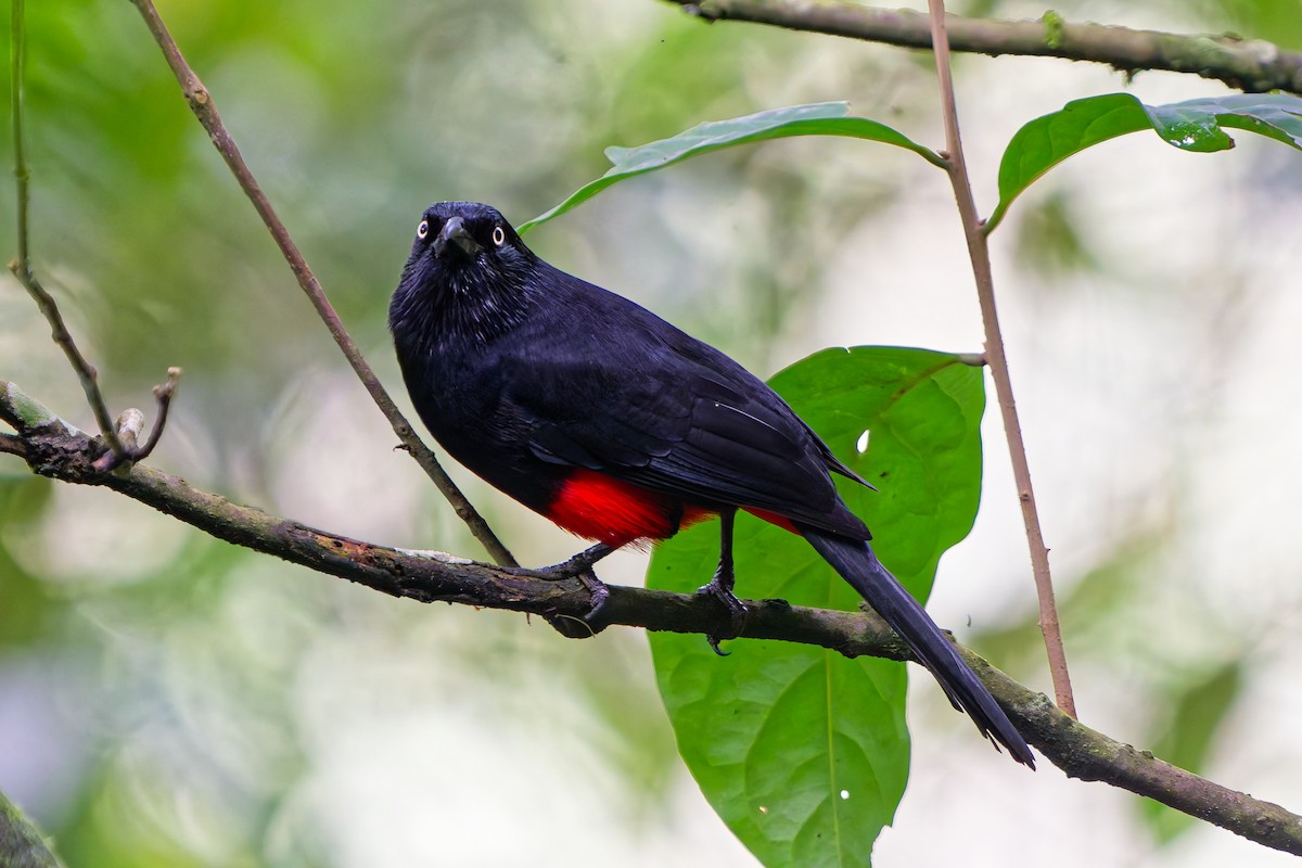 Red-bellied Grackle - ML645238103