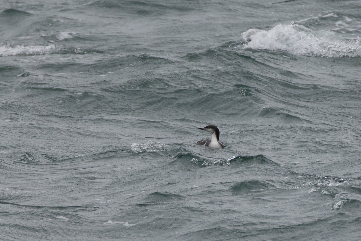Pacific Loon - ML645238116