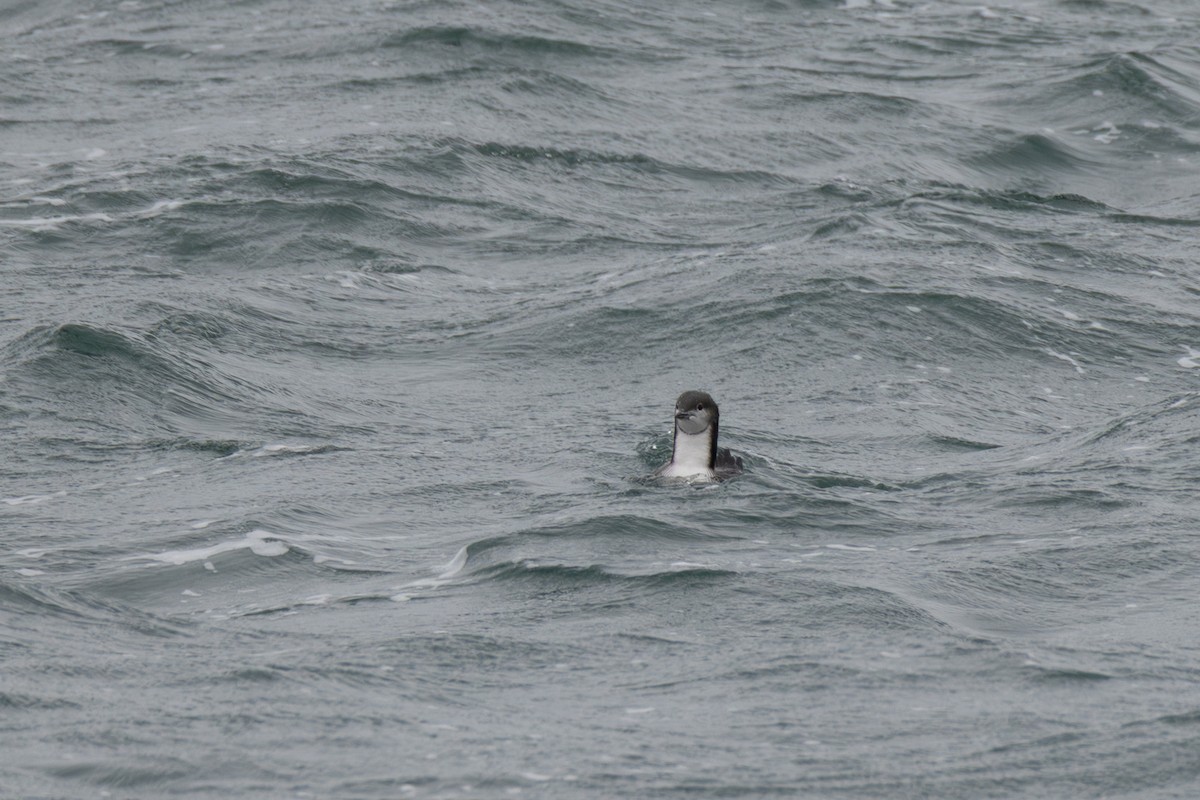 Pacific Loon - ML645238117