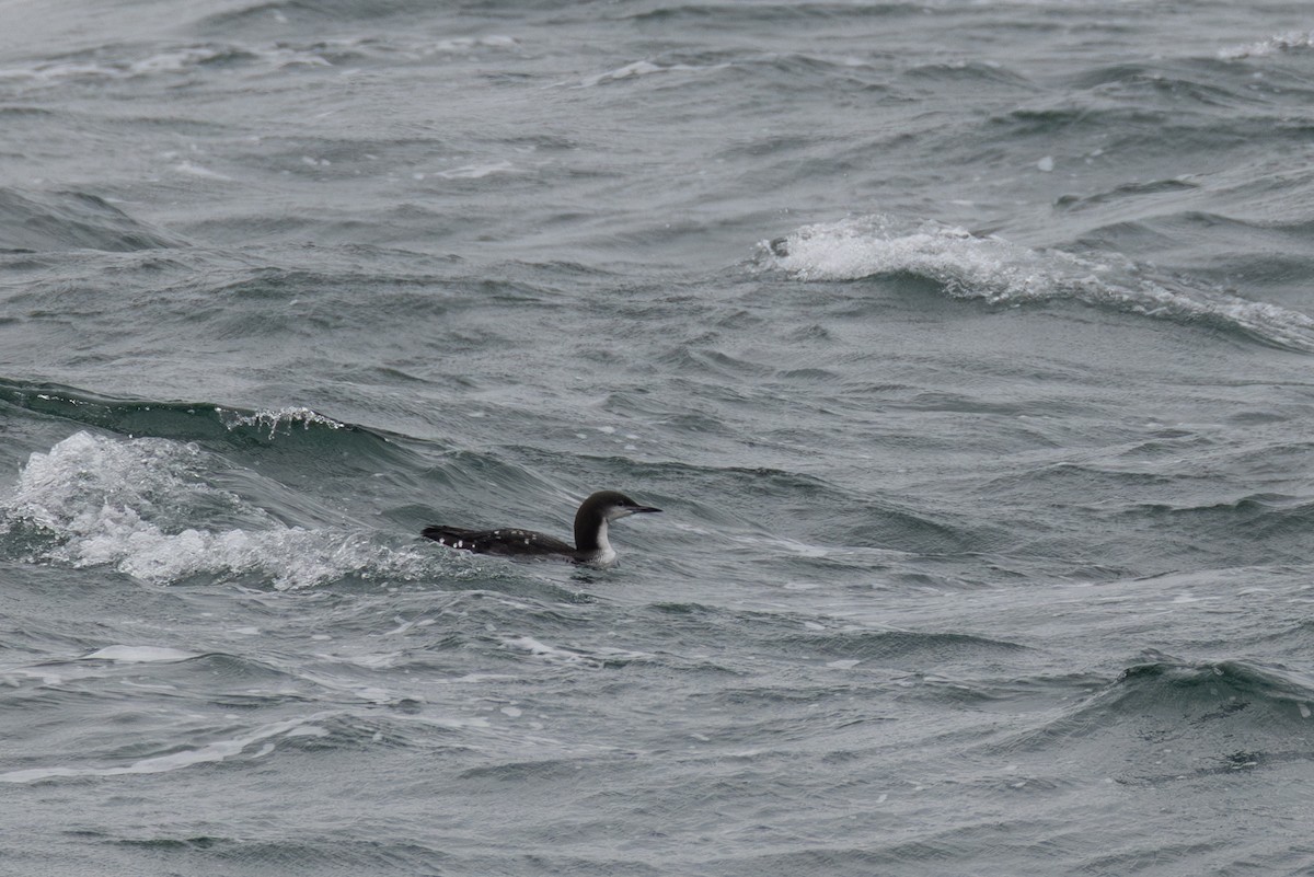 Pacific Loon - ML645238118