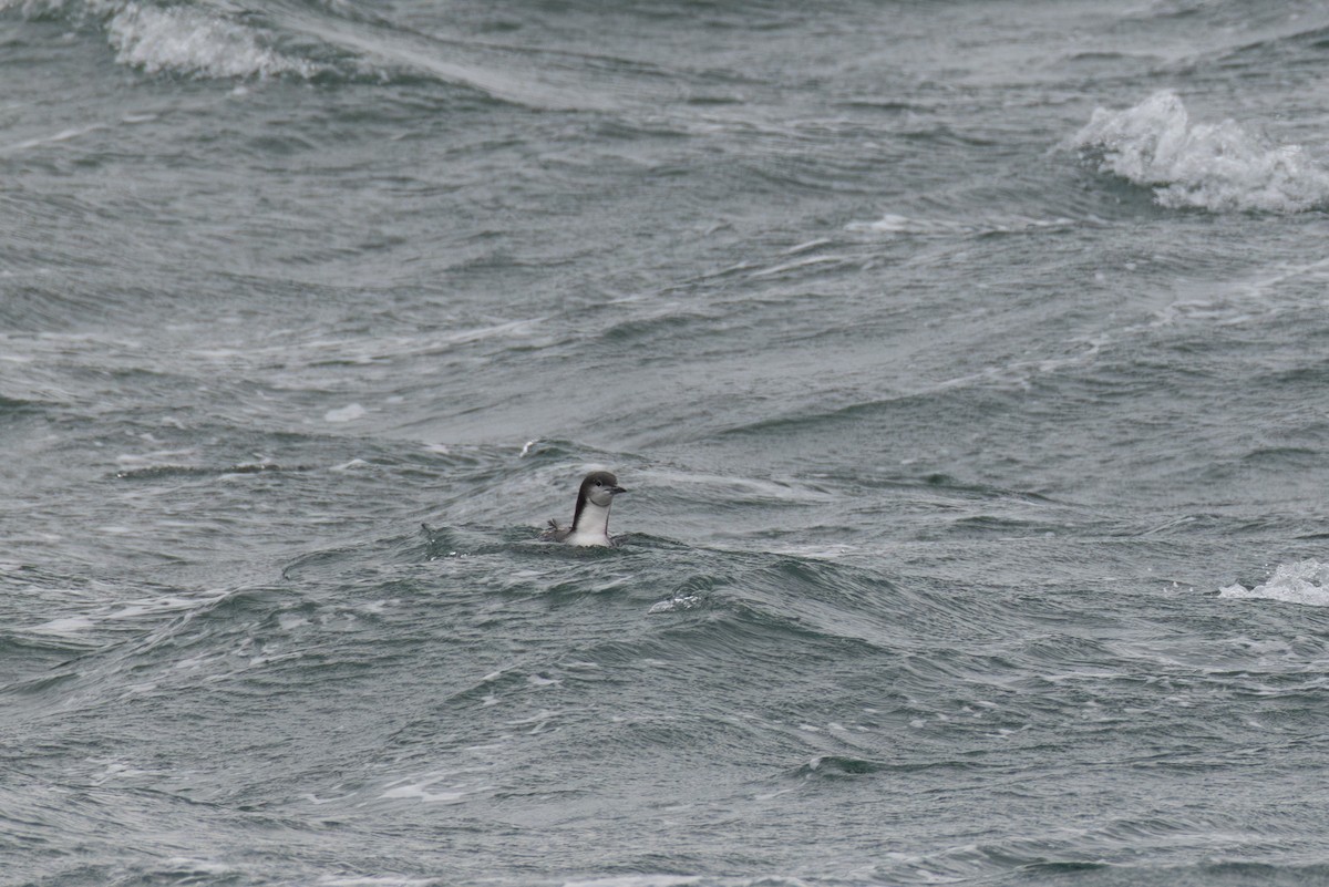 Pacific Loon - ML645238119