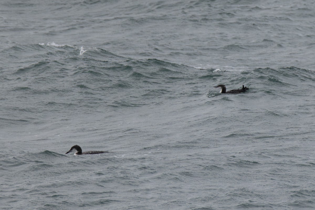 Pacific Loon - ML645238120