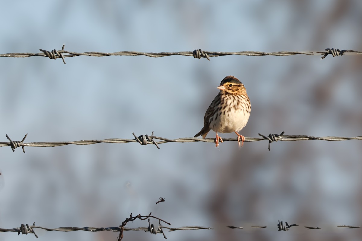 Пасовник савановий - ML645238134