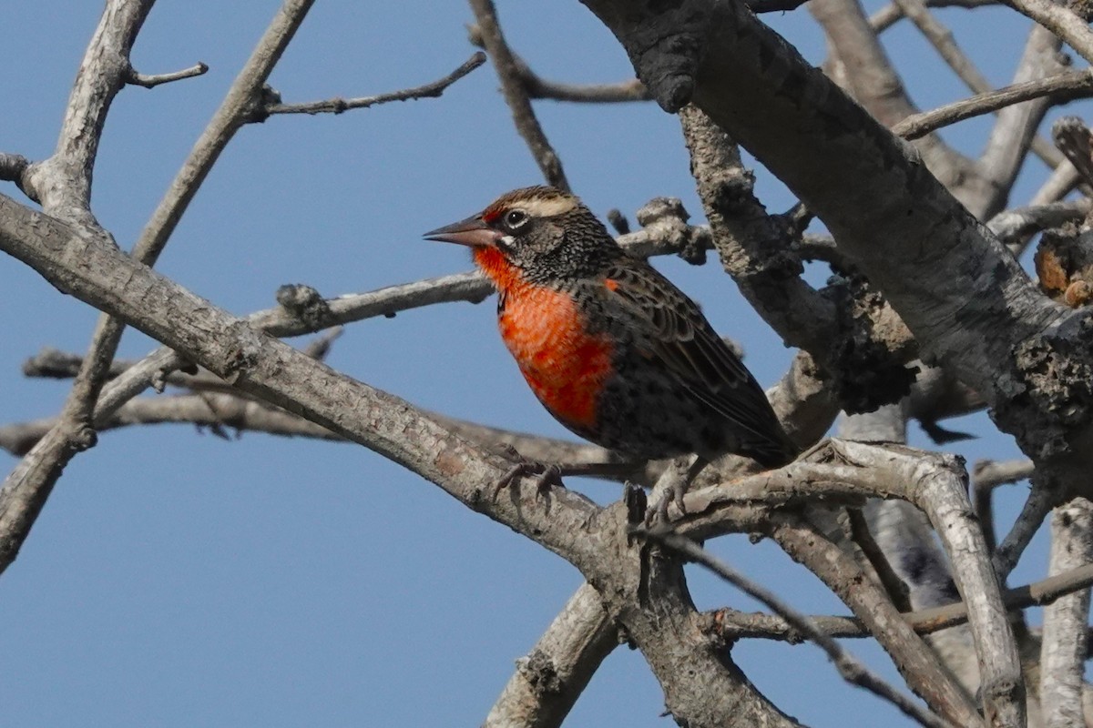 Peruvian Meadowlark - ML645238142