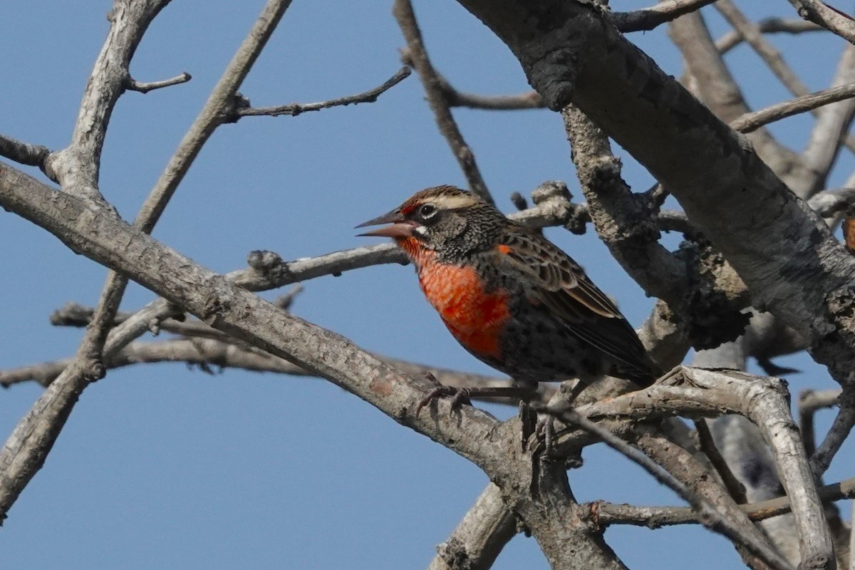 Peruvian Meadowlark - ML645238143